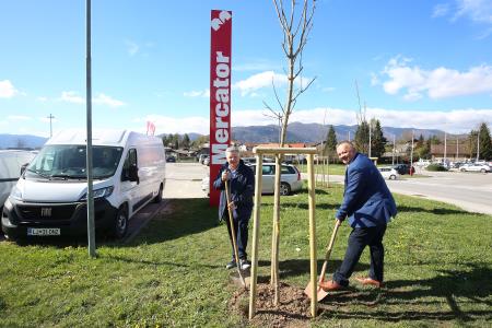 Zasaditev dreves med regionalno cesto in centrom Mercator 06 Foto Ljubo Vukelič